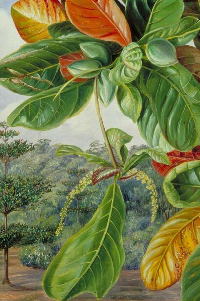 Marianne North, *Indian Almond*, 1870