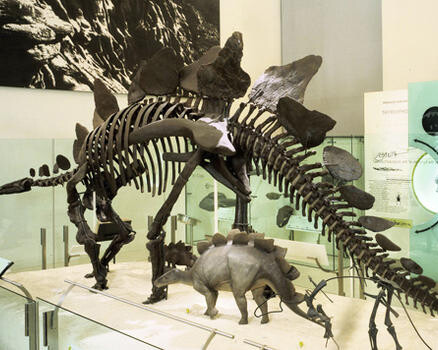 Hall of Ornithischian Dinosaurs. Courtesy of American Museum of Natural History