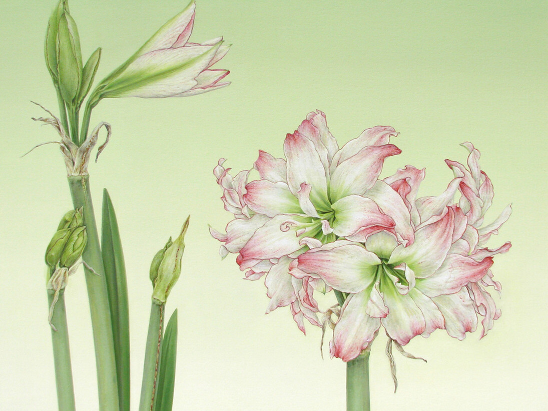 Ingrid Finnan, Amaryllis, 2014 (Hippeastrum c. Aphrodite), Oil on gesso prepared 600 gsm Fabriano Artistico, 43.5 x 53.5 cm