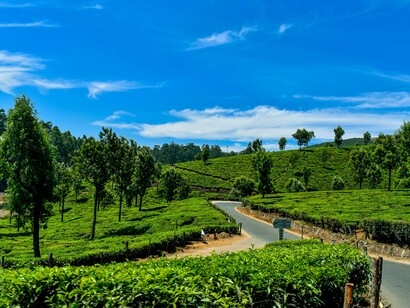Carefully cultivated tea gardens in Munnar, Kerala, reflecting the the harmony between cultivation and the natural landscape