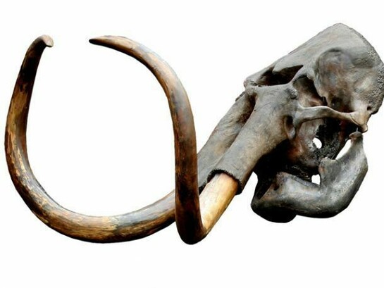 Visitors to Mammoths of the Ice Age will be able to see fossil skulls, as well as life-size replicas of these ancient beasts, © PaleoArt
