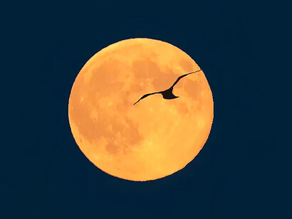 La lune qui veillait sur les âmes humaines, prit une telle pitié du mandarin et de son oiseau, qu’elle leur donna une seconde chance
Ⓒ Shawn Harquail