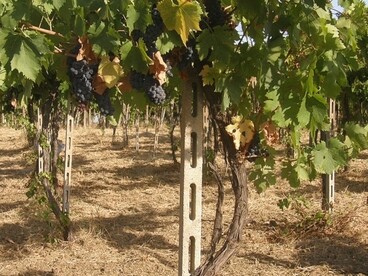 In bocca si distingue per una spiccata acidità, tannino leggero ma percettibile e una buona persistenza gustativa