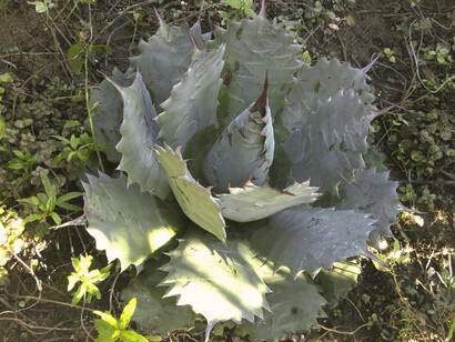 Agave Tobalá, especie nativa de las zonas desérticas parciales de México, desde Puebla hasta el sur de Oaxaca