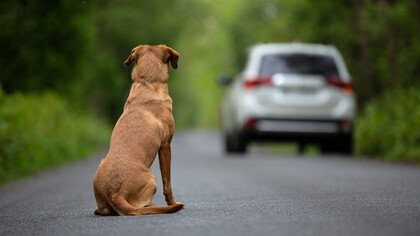 Uma cão abandonado no meio da estrada é um testamento da falta de empatia dos humanos