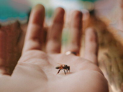 Ape sul palmo di una mano