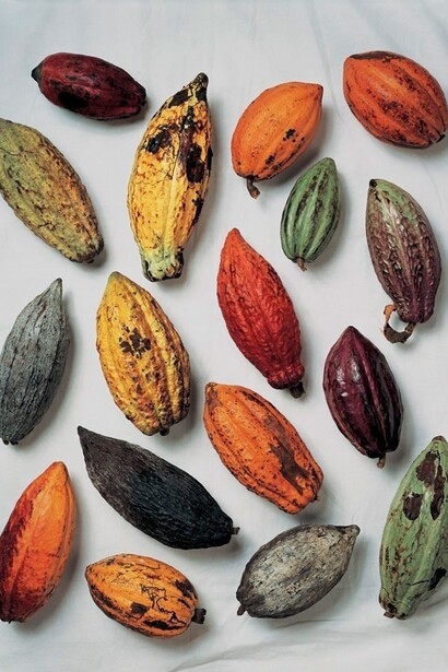 Semi di cacao