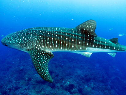 Rhincodon typus, "squalo balena"