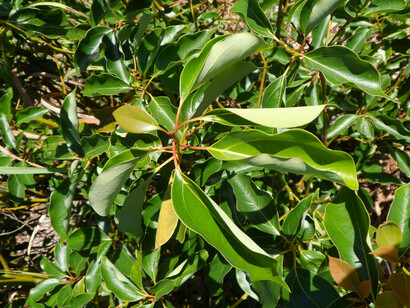 Ravintsara (Cynnamomum camphora)