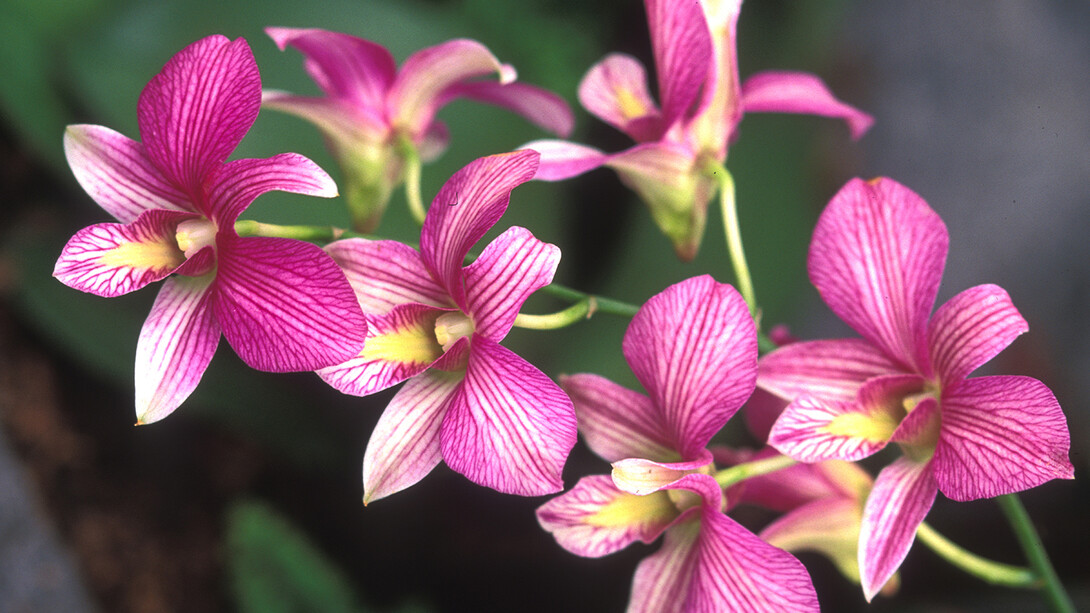 New York Botanical Garden Orchid Show, Dendrobium