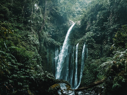 Le foreste tropicali dell'Indonesia giocano un ruolo cruciale nella conservazione della biodiversità globale e nella regolazione del clima.