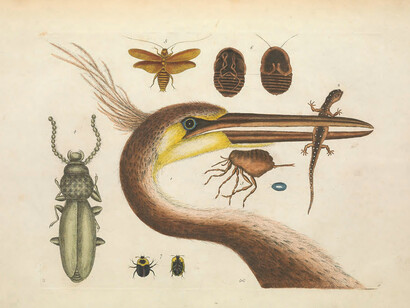 Mark Catesby- Natural History of Carolina, Florida and the Bahama Islands