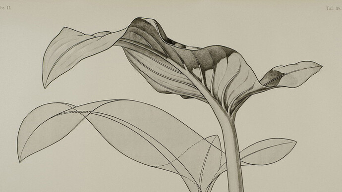 Form Follows Flower. Courtesy of Kunstgewerbemuseum
