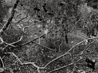 The Capes of California. Courtesy of Hauser & Wirth