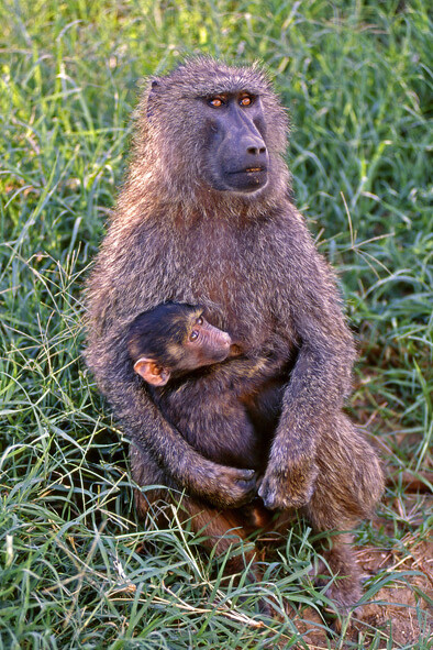 Scimmie, Tanzania. Ph Sergio Pessolano