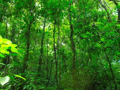 Bosque en Cabo Blanco, en la estación lluviosa