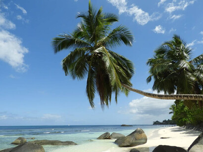 Palma di Mahé, Victoria, Seychelles