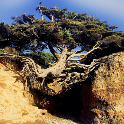 Vista de El Árbol de la Vida (Kalaloch), Washington, EE. UU.