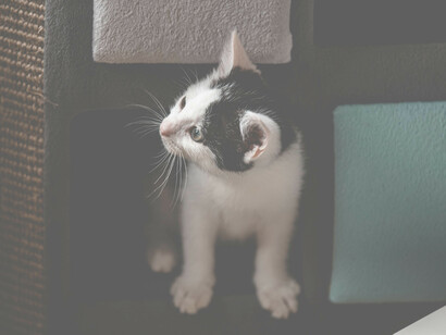 Gatto curioso. L'ultimo, nominato da me Poeta col nasetto all’insù, macchiato grigio e bianco era sornione, guardava in lontananza, sembrava nostalgico allo stesso tempo allegro, direi ironico