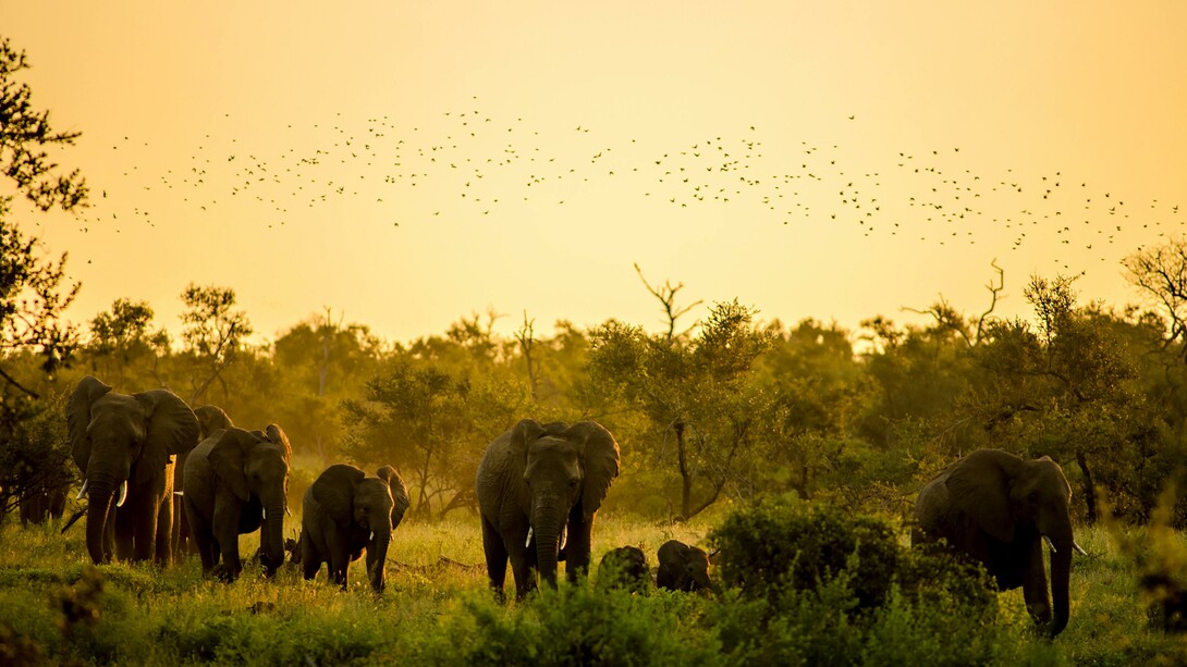 Manada de elefantes na selva, na África do Sul, África