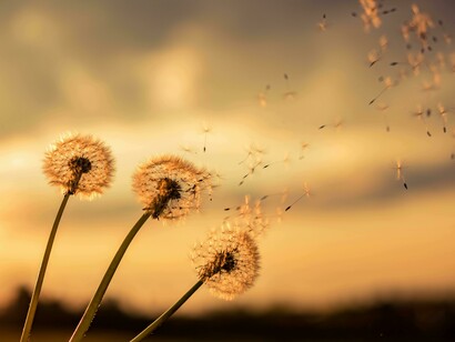 Dandelions releasing seeds resembling Sir Peter’s legacy over his students