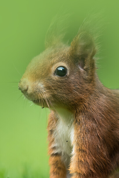 There are 23 different species of red squirrel