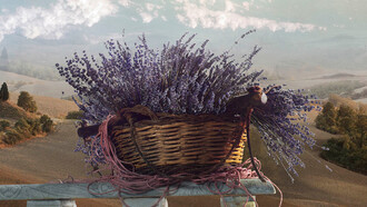 Lavender in Tuscany