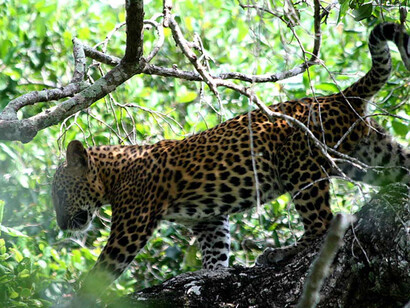 An elegant leopard in the park