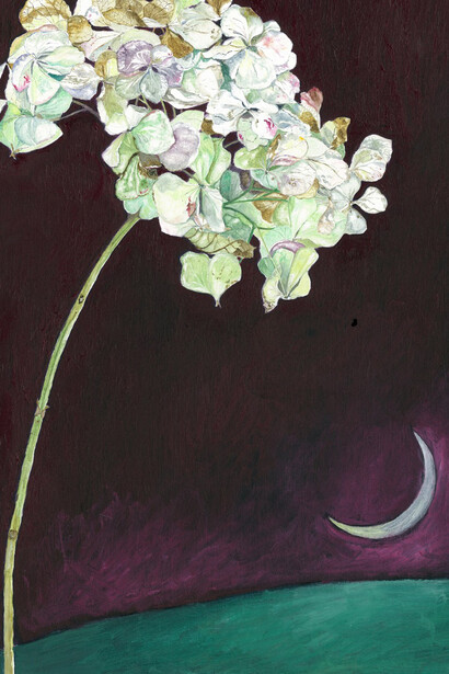 Jocelyn Clarke, White Hydrangea, 2014, 36 x 31 cm, oil on board