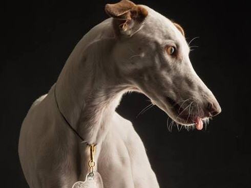 Dune. Medium Bloodhound Baie. Ph Elia Falaschi