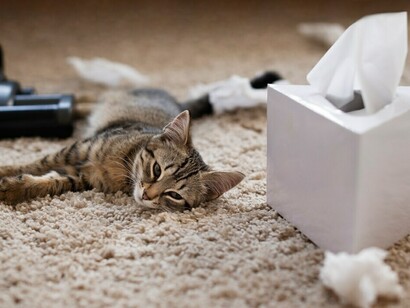 A pet cat lies on the carpet, surrounded by napkins