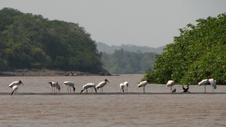 El río Tempsique sustenta varios ecosistemas, como los humedales de Bolsón, Humedal Riberino Zapandí y Palo Verde. Su explotación descontrolada pone en peligro especies como el cigüeñón.