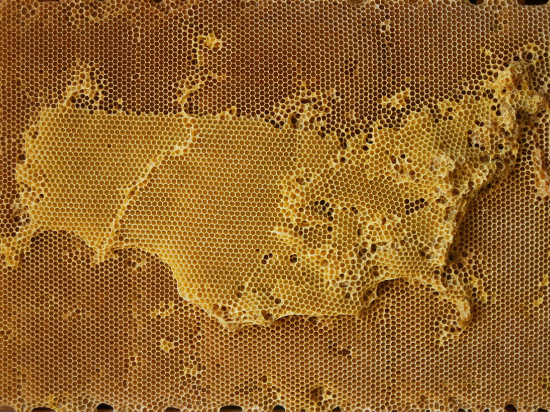 Ren Ri, Yuansu Series I #04 Russia, 2007-08, Natural beeswax, wood, wire, 73 x 57 x 5 cm
