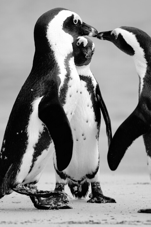Família de penguins na neve da Antártica