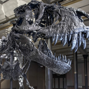 Tristan. Berlin bares teeth. Courtesy of Museum für Naturkunde