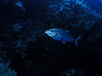 Pez «Carangoides malabaricus»