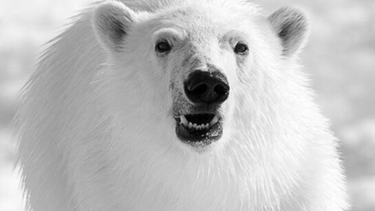 David Yarrow, Head On, 2012, Giclée fine art print on Hahnemuhle paper and finished with a deckled edge, 20 x 24 in / 50 x 62 cm, Edition of 9, courtesy of Eleven, London
