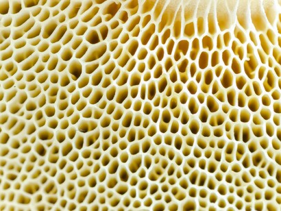 A close up cell like pattern of a truffle’s surface 