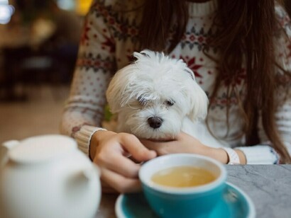 In a pet-friendly café, a woman smiles while holding her adorable dog and enjoying a cup of coffee, embracing the joy of traveling with her pet