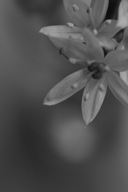 Una flor blanca en la oscuridad 