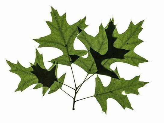 Untitled Grouping, 2013, archival pigment print, 24"H x 32"W (print size), 29" x 37" (framed), artist proof, signed on reverse