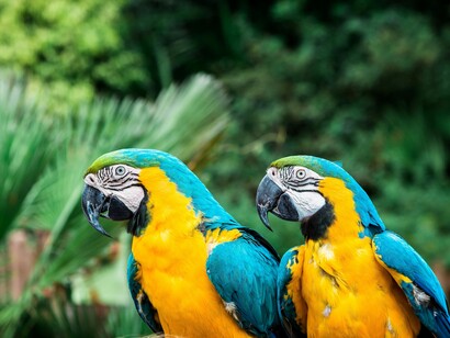 Gli uccelli, in particolare i pappagalli, sono stati protagonisti di molti meme recenti. Possono essere rappresentati come sfrontati, impertinenti o esuberanti. Il meme del "birb" (una rappresentazione carina e buffa degli uccelli) è particolarmente amato
