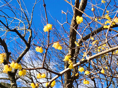 Yellow plums, Atami Plum Garden, Shizuoka, Japan © Alma Reyes