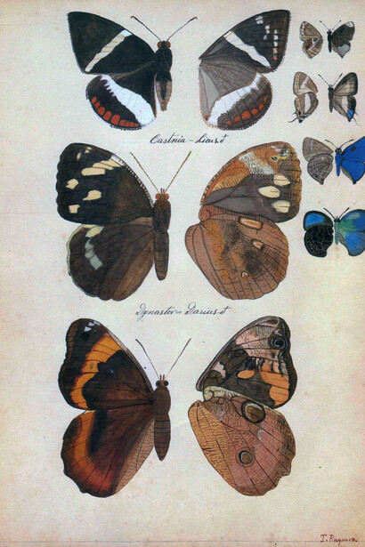 Lámina pintada por Théophile Raymond con varios ejemplares de lepidópteros: el Castniidae «Telchin licus» destaca en la parte superior. En el centro vemos un ejemplar de «Dynastor darius» y abajo «Opsiphanes sallei», ambos de la familia Nymphalidae. En el margen derecho vemos cuatro ejemplares de la familia Lycaenidae