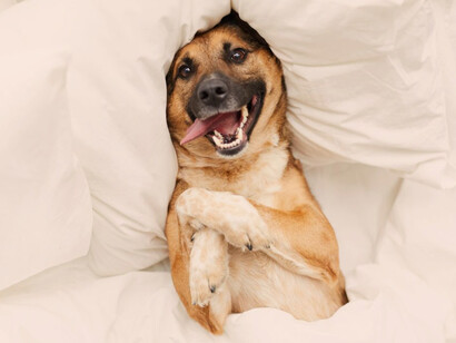 Perro mestizo descansa en una cama