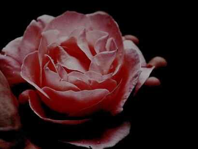 A rose for the world of the end of the century