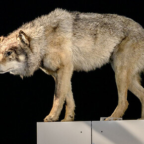 Sielmann! Courtesy of Museum für Naturkunde