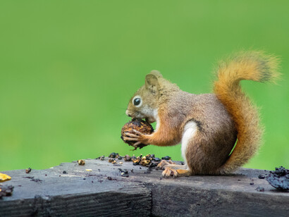 Leprosy for some scientists is spread by some wild animals