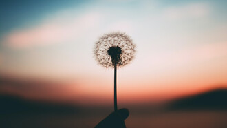 Un diente de león frente al atardecer. Aprender a pensar bonito, es una invitación para disfrutar de la vida, creando el futuro desde la vibración de lo bello