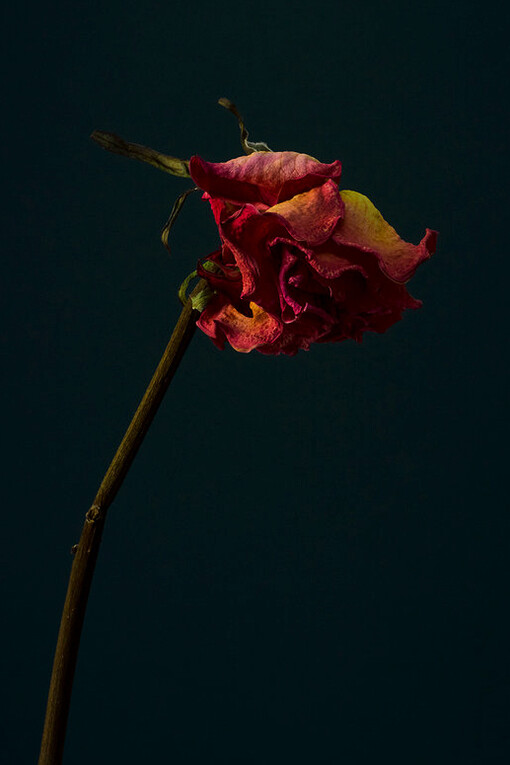 David Sykes; Serie fotográfica «A dozen dead roses». Vida y muerte de la flor sirven para una perfecta metáfora del nacer, consumirse y morir del ser amado